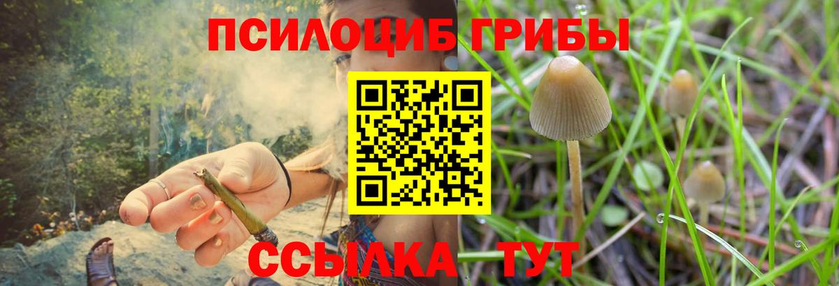 Псилоцибиновые грибы мицелий Гуково